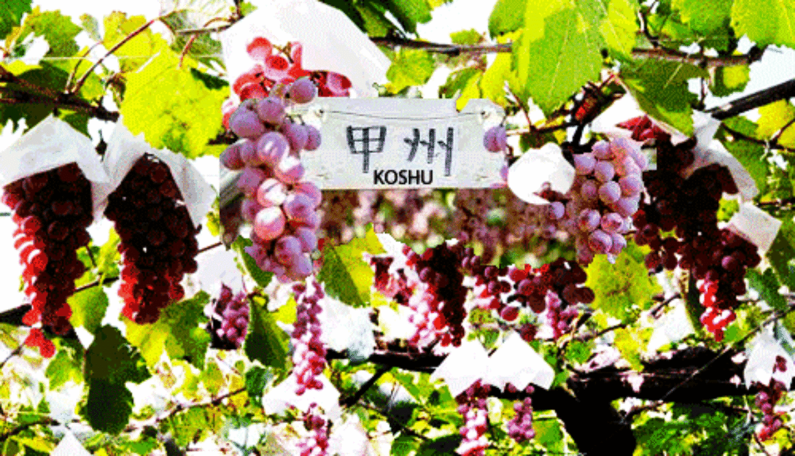 Japan-Koshu-grape-featured wj